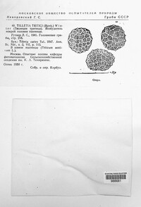 Tilletia caries image